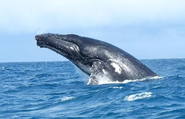 Baleine à bosse sautant hors de l'eau, observation des cétacés en Guadeloupe