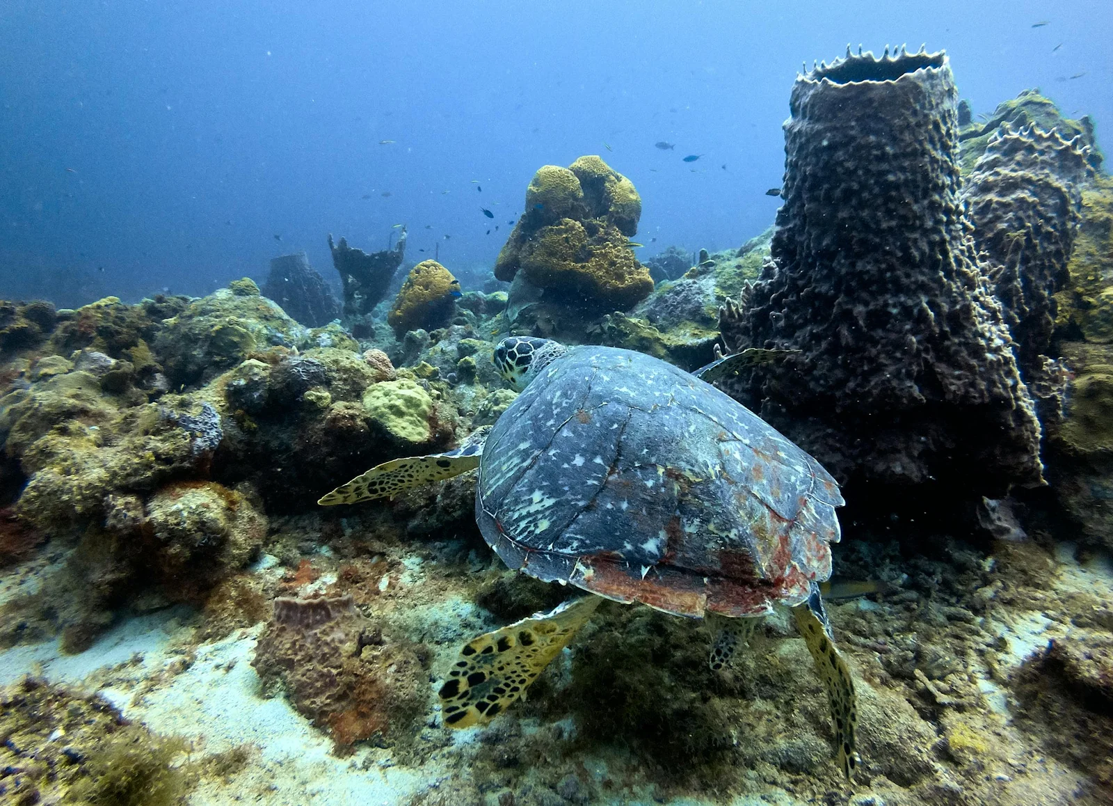 Snorkeling avec une tortue à Malendure, Bouillante
